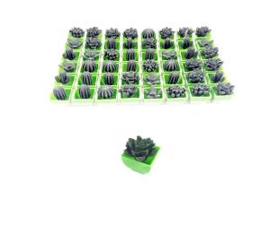 Roslinki Kaktusy rosnące w wodzie Do Wody